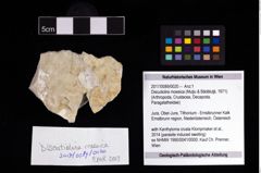 Foto (Objekt + Etikett) von Discutiolira moesica (Muţiu & Bădăluţă, 1971)  (NHMW-GEO-2017-0089-0020)